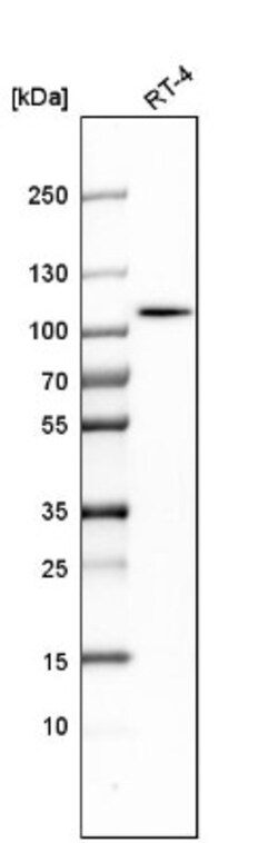 ALDH1L1 Antibody, Novus Biologicals:Antibodies:Primary Antibodies
